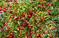 Prunus avium